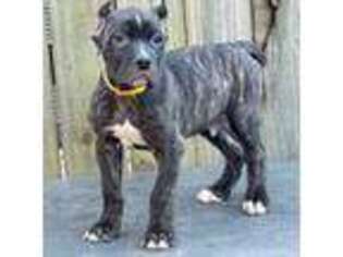 Cane Corso Puppy for sale in Marietta, GA, USA