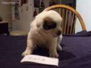 Saint Bernard Puppy for sale in Wichita, KS, USA