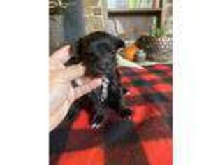 Mutt Puppy for sale in Mountain View, AR, USA