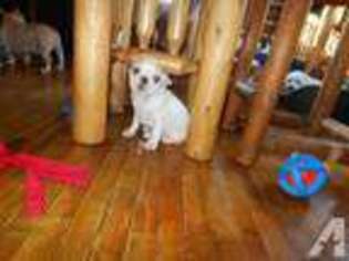 French Bulldog Puppy for sale in DUNBAR, WI, USA