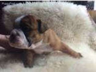 Bulldog Puppy for sale in Hartwick, NY, USA