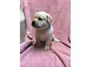 Labrador Retriever Puppy for sale in Goshen, OH, USA