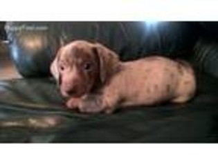 Dachshund Puppy for sale in Iredell, TX, USA