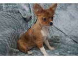 Chihuahua Puppy for sale in Pottstown, PA, USA