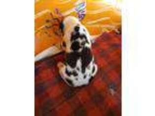 Great Dane Puppy for sale in Lakeland, FL, USA