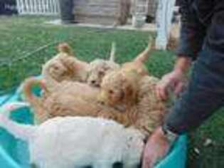Goldendoodle Puppy for sale in Boulevard, CA, USA