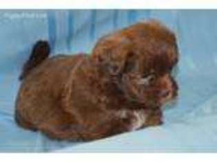 Shih-Poo Puppy for sale in Saunderstown, RI, USA
