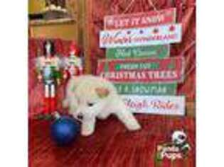 Shiba Inu Puppy for sale in Lakeland, FL, USA