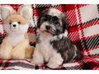 Havanese Puppy for sale in Baltic, OH, USA