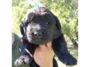 Newfoundland Puppy for sale in Niotaze, KS, USA