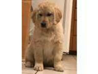 Golden Retriever Puppy for sale in Midland, MI, USA