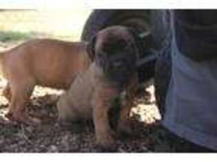 Cane Corso Puppy for sale in Holiday, FL, USA