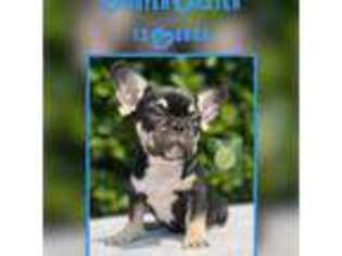 French Bulldog Puppy for sale in Coquille, OR, USA