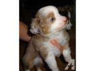Australian Shepherd Puppy for sale in MILTON, FL, USA