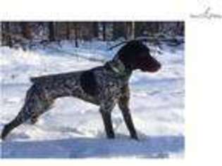 German Shorthaired Pointer Puppy for sale in Toledo, OH, USA