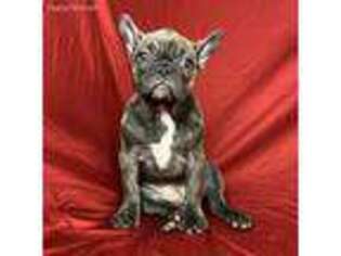 French Bulldog Puppy for sale in Collinsville, OK, USA