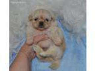 Mutt Puppy for sale in Johannesburg, MI, USA