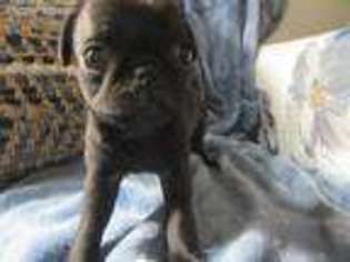 Pug Puppy for sale in Easton, KS, USA