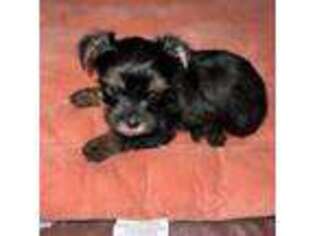 Yorkshire Terrier Puppy for sale in Shelbyville, KY, USA