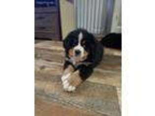 Bernese Mountain Dog Puppy for sale in Wilson, WI, USA
