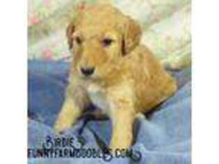 Goldendoodle Puppy for sale in Caldwell, ID, USA