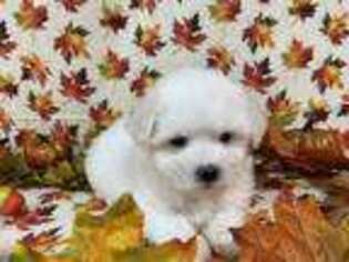 Maltese Puppy for sale in Winston Salem, NC, USA