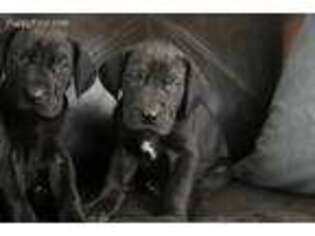 Great Dane Puppy for sale in Hooper, UT, USA