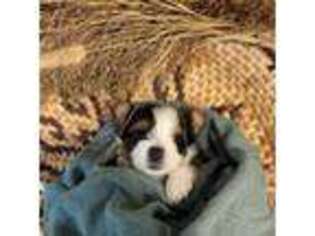 Biewer Terrier Puppy for sale in Montoursville, PA, USA
