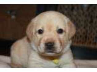 Labrador Retriever Puppy for sale in Huntingdon, PA, USA