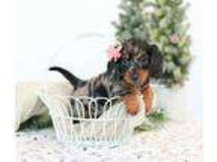 Dachshund Puppy for sale in Plymouth, OH, USA