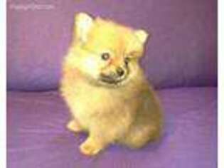Pomeranian Puppy for sale in Saint Francisville, LA, USA