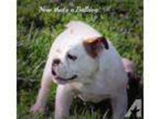 Bulldog Puppy for sale in OSAGE BEACH, MO, USA