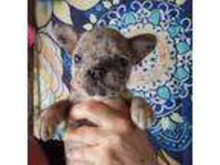 French Bulldog Puppy for sale in Amherst, WI, USA