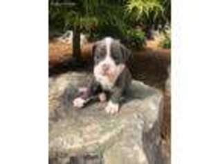 Olde English Bulldogge Puppy for sale in Atlanta, GA, USA