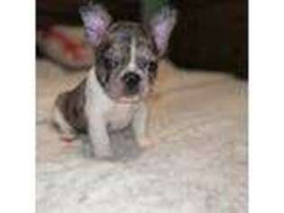 French Bulldog Puppy for sale in Lima, OH, USA