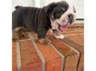 Bulldog Puppy for sale in Daleville, AL, USA