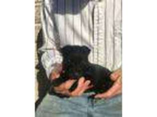 Scottish Terrier Puppy for sale in Subiaco, AR, USA