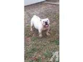 Bulldog Puppy for sale in BELLEVIEW, FL, USA