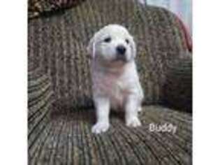 Mutt Puppy for sale in Wallkill, NY, USA