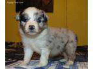 Miniature Australian Shepherd Puppy for sale in Farber, MO, USA