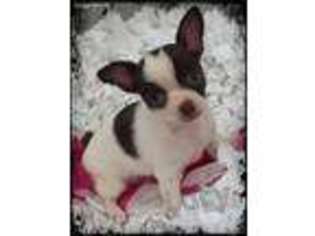 Chihuahua Puppy for sale in Oskaloosa, KS, USA
