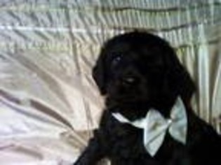 Labradoodle Puppy for sale in North Wilkesboro, NC, USA