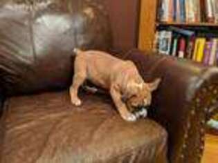 Olde English Bulldogge Puppy for sale in Laurel, NE, USA