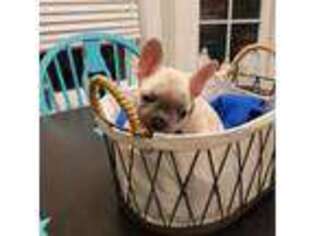 French Bulldog Puppy for sale in Richland, MO, USA