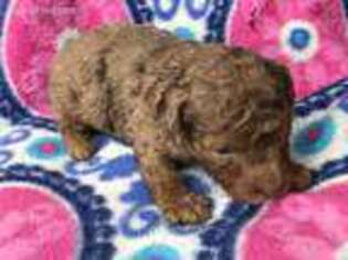 Mutt Puppy for sale in Wytheville, VA, USA