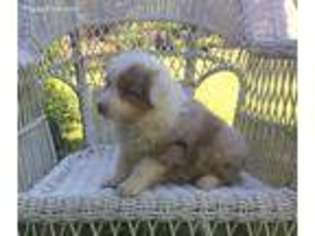 Australian Shepherd Puppy for sale in Cove, AR, USA