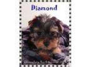 Yorkshire Terrier Puppy for sale in ASHLAND, OR, USA