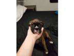 Boxer Puppy for sale in Pacifica, CA, USA