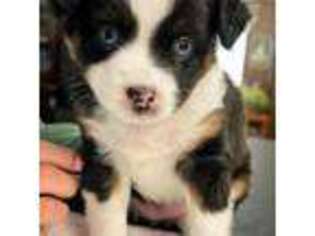 Miniature Australian Shepherd Puppy for sale in Marsing, ID, USA