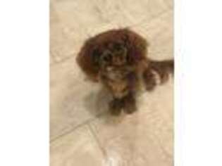 Cavalier King Charles Spaniel Puppy for sale in Fort Collins, CO, USA